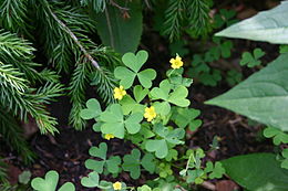 Statusis kiškiakopūstis (Oxalis stricta)