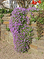 hibrida aŭbrieto (Aubretia x cultorum)