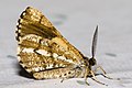 Underwings of adult male from Dresden (Germany)