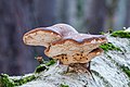 * Nomination Birch polypore (Piptoporus betulinus), Hesse, Germany. --NorbertNagel 10:12, 21 December 2013 (UTC) * Promotion  Support good, I think the scientific name must be in italic in the file description --Christian Ferrer 08:10, 25 December 2013 (UTC) I added the italics. --NorbertNagel 09:12, 25 December 2013 (UTC)