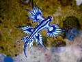 Glaucus atlanticus es un Nudibranquio azul plateado con un tamaño máximo de 35 mm[64]​