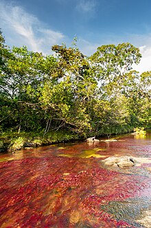 Caño Cristales 01.jpg