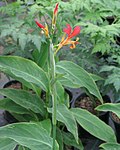 Canna indica buds and leaves