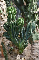 Thumbnail for File:Cardón uruguayo (Cereus uruguayanus), jardín botánico de Tallinn, Estonia, 2012-08-13, DD 01.JPG