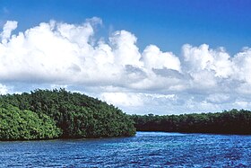 Mangrove à Cayo Blanco