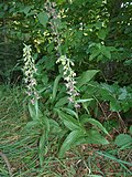 Thumbnail for File:Epipactis helleborine 15.JPG