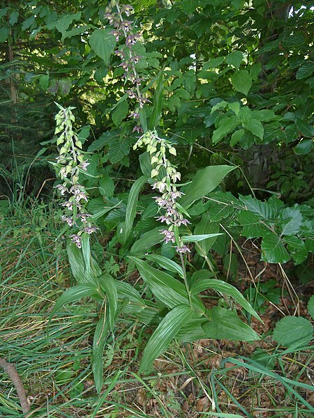 File:Epipactis helleborine 15.JPG