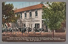 Feather Factory, Cawston Ostrich Farm, South Pasadena, California