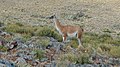 Guanaco dentro del Parque