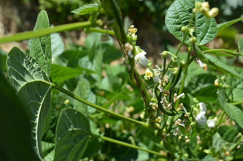 File:Green Beans From The Garden (120856763).jpeg