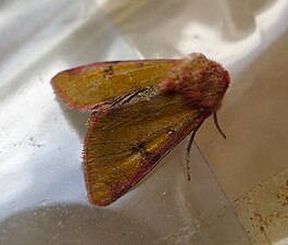 Heliothis incarnata