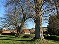 Linden am Kirchhofeingang in Friemen