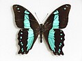 Papilio chrapkowskii (Broad Green-banded Swallowtail)