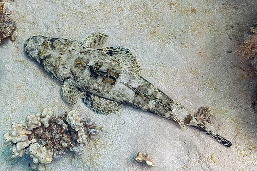 Tentacled flathead