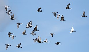 Columba livia (Rock Dove)