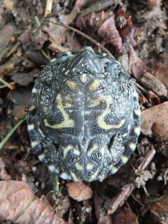 Juvenile plastron, Maryland