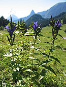 Der Schwalbenwurz-Enzian mit kreuzgegenständigen Blättern