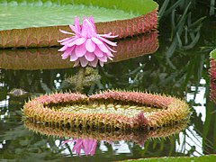 Амазонска виктория (V. amazonica)