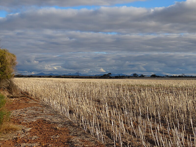 File:Wheat fields in the Shire of Gnowangerup with Stirling Range in the background, April 2022 02.jpg