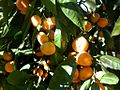 Fruits dans l'arbre.