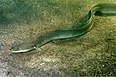 eel