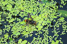 Asian hornet (Vespa velutina), Shanghai