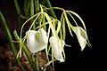 Brassavola nodosa