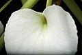 Brassavola nodosa Labellum