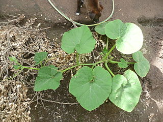 Zapallo plomo (semillería Florensa).[cita 53]​ Estas semillas fueron sembradas y la planta fue de hábito semiarbustivo, es decir, se desarrolló de forma achaparrada durante las primeras semanas y luego emitió guías largas como una planta guiadora.