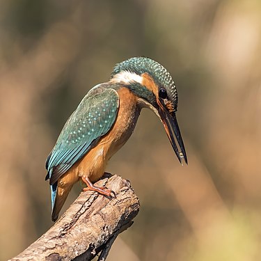 Common kingfisher (created and nominated by Charlesjsharp)