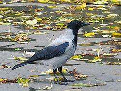 Griza korniko Corvus cornix