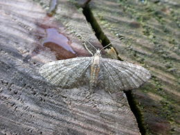 Eupithecia haworthiata.jpg