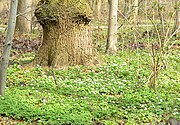 Blossom carpet on the ground in April