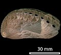 Adult shell of Haliotis asinina. Note the similarity of the markings to the Sierpinski triangle.