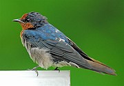 Oreneta de Tahití (Hirundo tahitica)