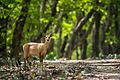 Indian hog deer in Orang, Assam