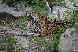 Panthera onca yawning (Saint Louis Zoo).jpg