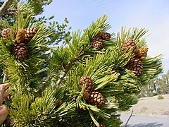 Foliage and immature cones, Crater Lake National Park