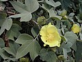 Gossypium tomentosum in Maui, Kalepolepo Kihei