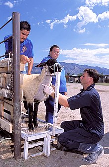 Ciel bleu, quelques légers nuages, fond de montage, plein soleil ; à l'avant-plan, un mouton blanc à la tête et aux pattes noires est maintenu par un homme sur une étroite passerelle métallique ; un vétérinaire ganté, agenouillé devant l'animal, l'examine attentivement tandis qu'une femme attend le verdict en arrière-plan.