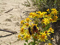 Jacobaea vulgaris