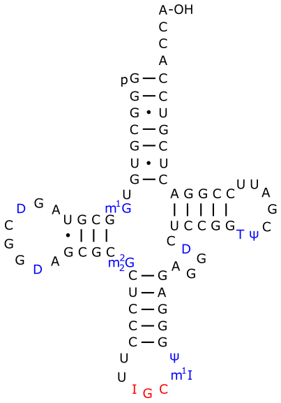 ARNtAla de S. cerevisiae. Le dihydro-uracile est noté D.