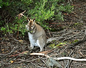 A wallaby enjoying fresh leaves on the bushes near the visitors' centre at Lake St Clair