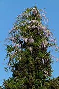 Dans un arbre de 20 mètres.