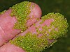 Tiny (1 mm) Wolffia arrhiza plants on a person's fingers