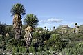 Yucca forest in San Luis Potosi, Mexico