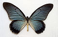 Papilio zalmoxis (Giant Blue Swallowtail)