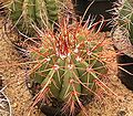 Melocactus ernestii