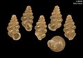 Holotype specimens of Moussonia bronieae, snails endemic to the island.[6]