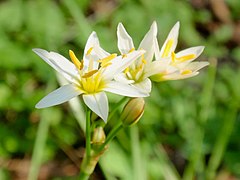 Nothoscordum bivalve